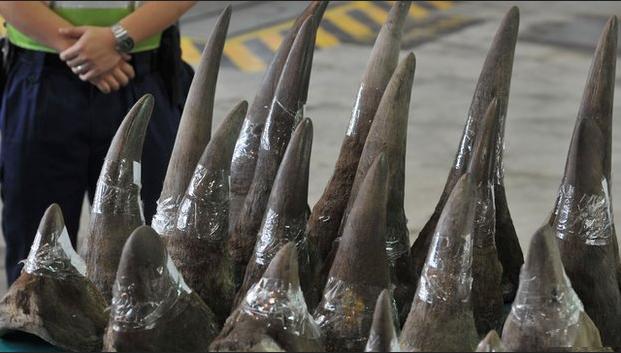 manfaat khasiat tanduk cula badak